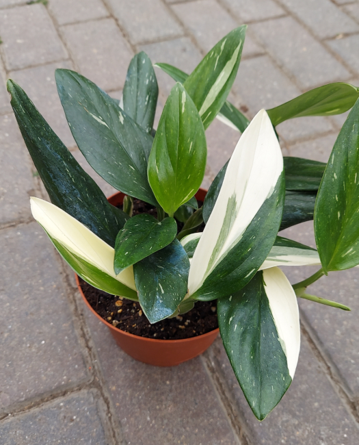 Monstera Cobra (monstera Standleyana Albo Variegata ) - View 10 from www redcrocus com