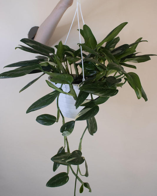 Monstera Cobra (monstera Standleyana Albo Variegata ) - View 11 from www redcrocus com