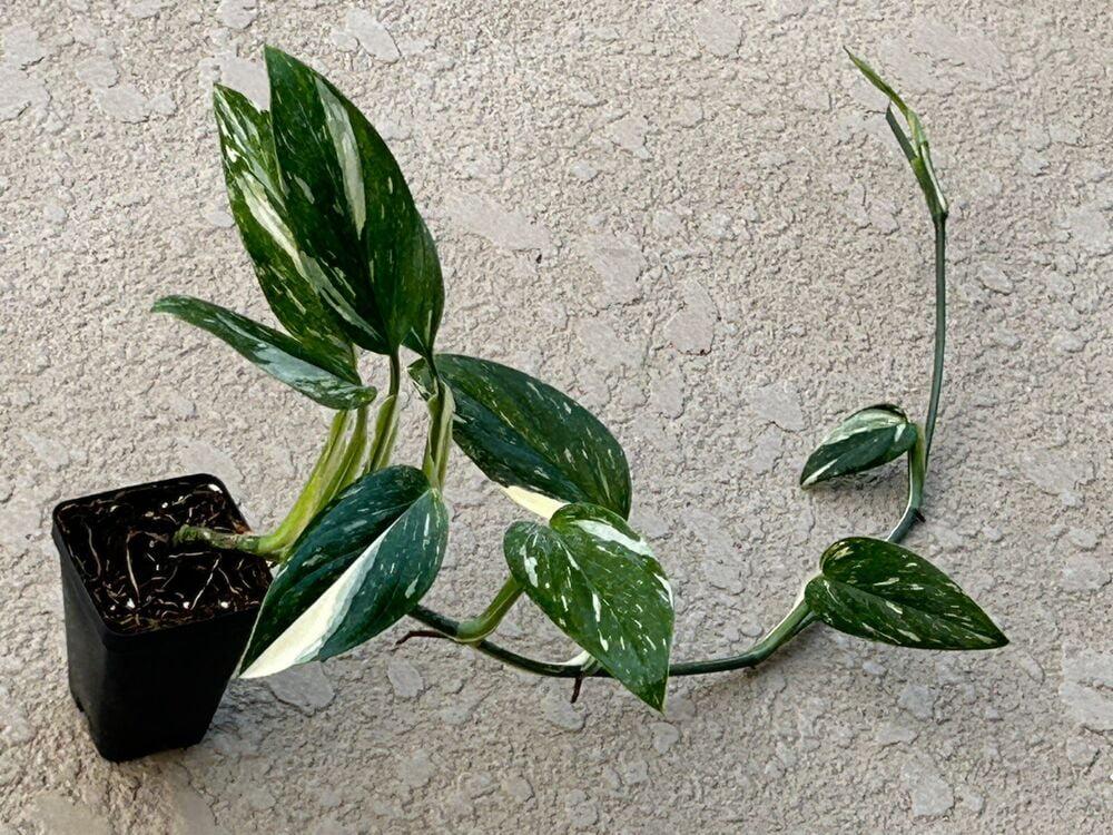 Monstera Cobra (monstera Standleyana Albo Variegata ) - View 12 from www redcrocus com