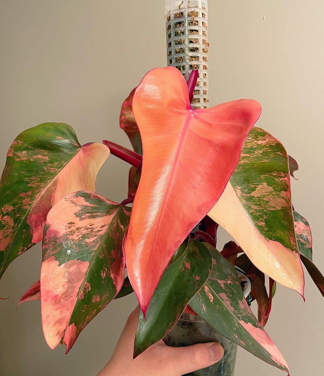 Monstera Cobra (monstera Standleyana Albo Variegata ) - View 14 from www redcrocus com
