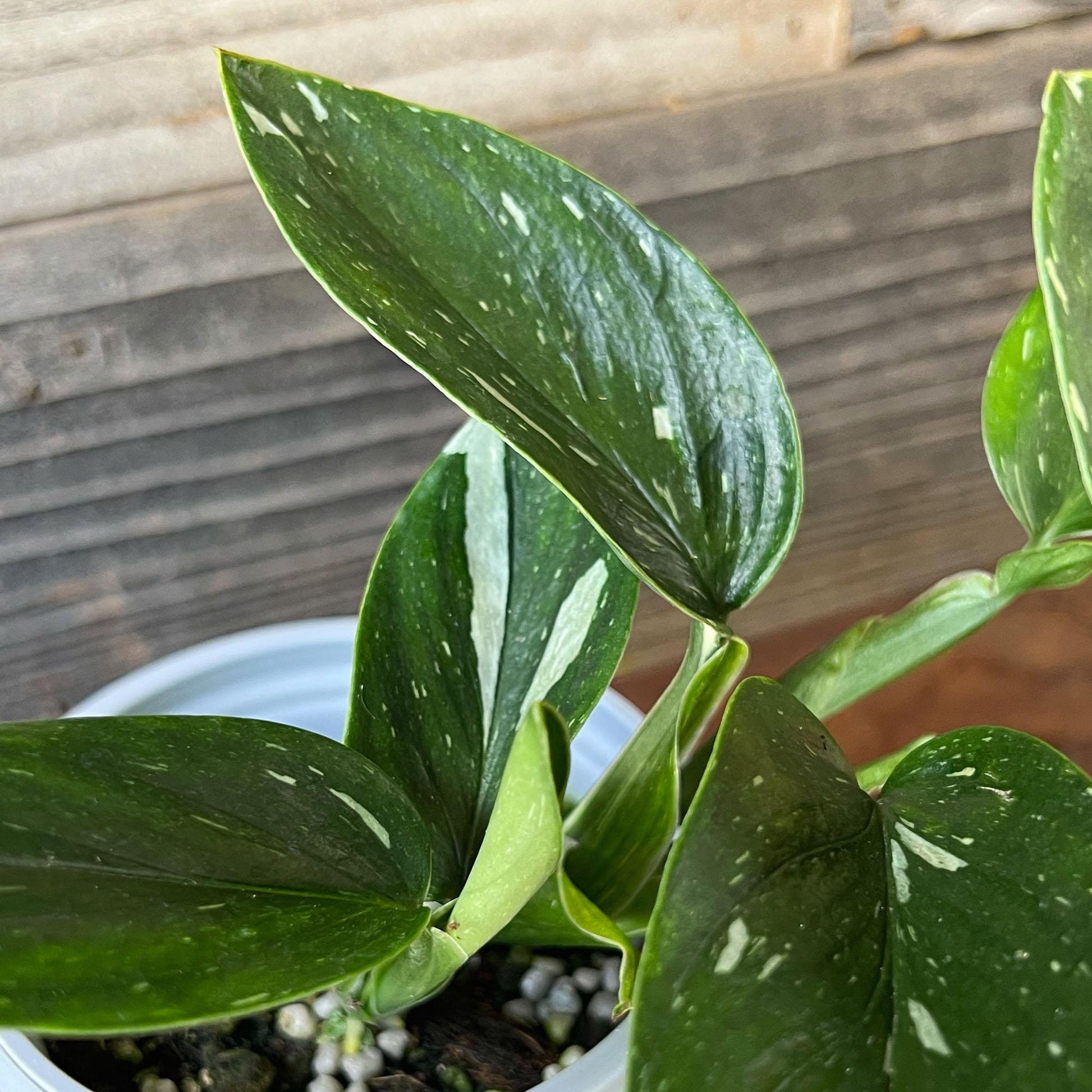 Monstera Cobra (monstera Standleyana Albo Variegata ) - View 15 from www redcrocus com