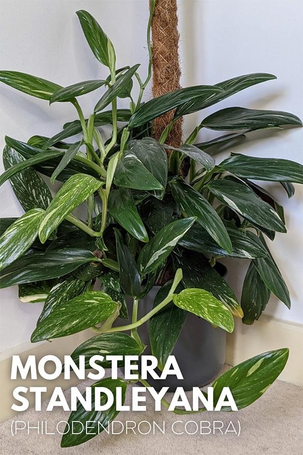 Monstera Cobra (monstera Standleyana Albo Variegata ) - View 18 from www redcrocus com