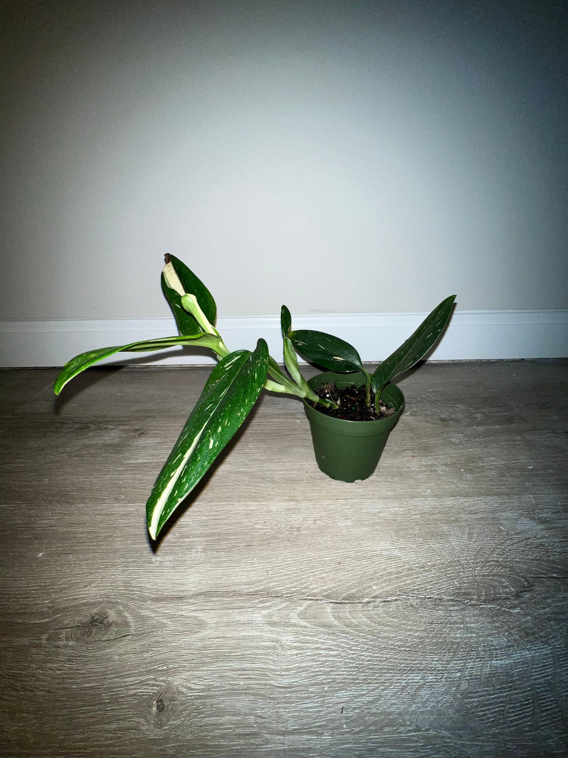 Monstera Cobra (monstera Standleyana Albo Variegata ) - View 19 from www redcrocus com