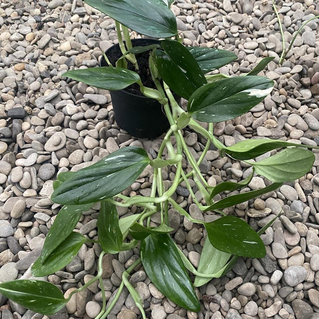 Monstera Cobra (monstera Standleyana Albo Variegata ) - View 1 from www redcrocus com