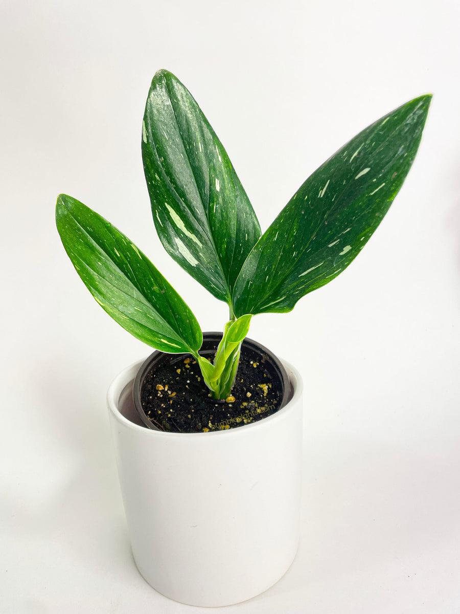 Monstera Cobra (monstera Standleyana Albo Variegata ) - View 2 from www redcrocus com