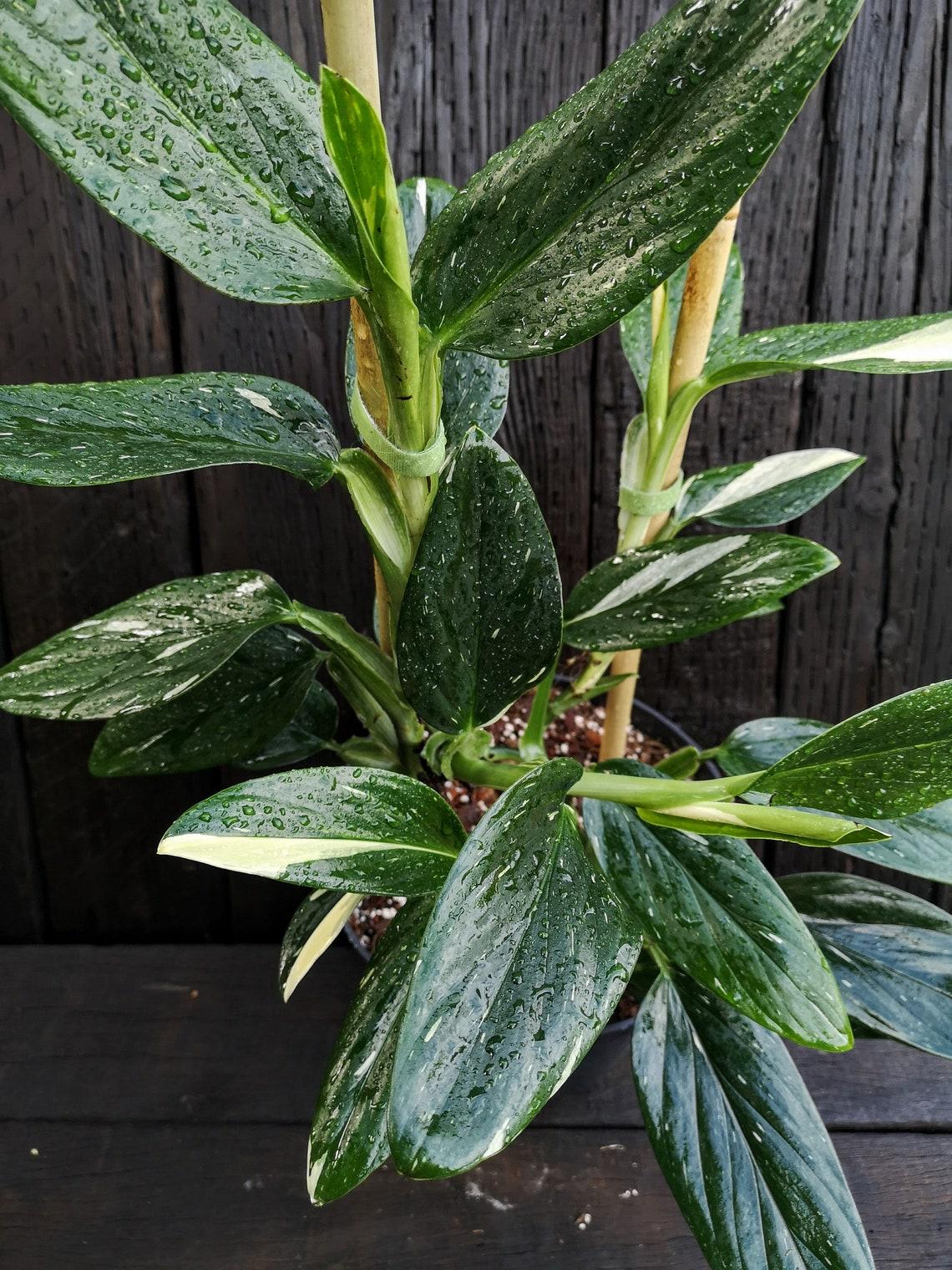 Monstera Cobra (monstera Standleyana Albo Variegata ) - View 8 from www redcrocus com
