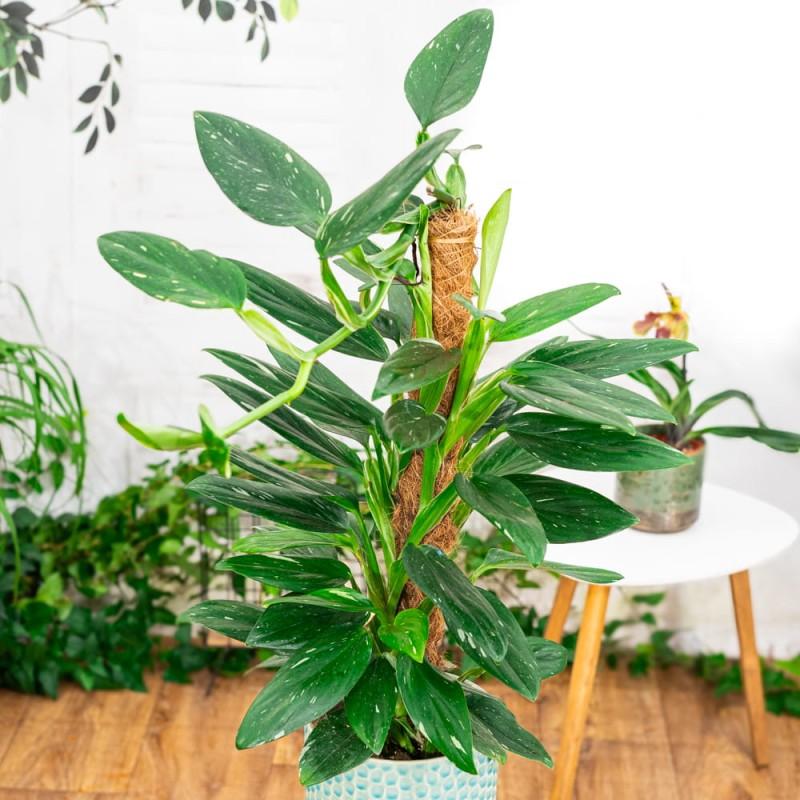 Monstera Cobra (monstera Standleyana Albo Variegata ) - View 9 from www redcrocus com