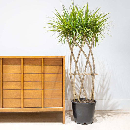 Dracaena Marginata 'flat Weave' - View 1 from www redcrocus com