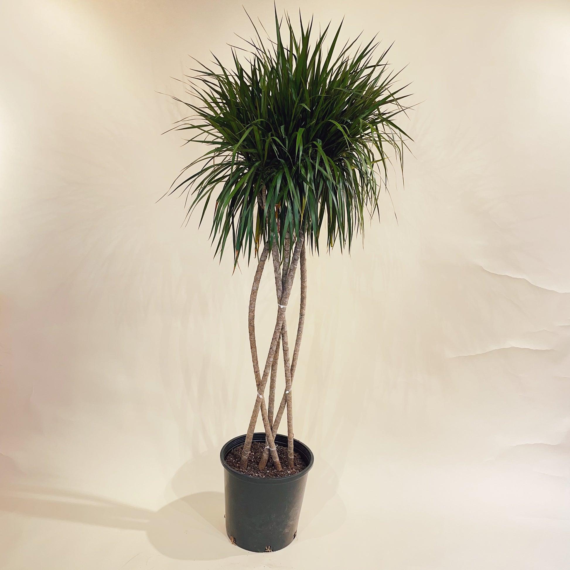 Dracaena Marginata 'flat Weave' - View 30 from www redcrocus com