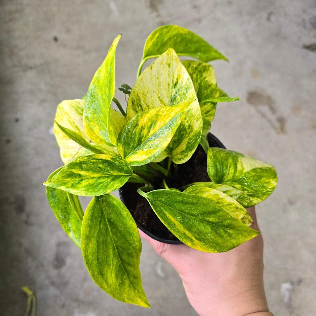 Pothos Epipremnum Neon Queen - View 10 from www redcrocus com