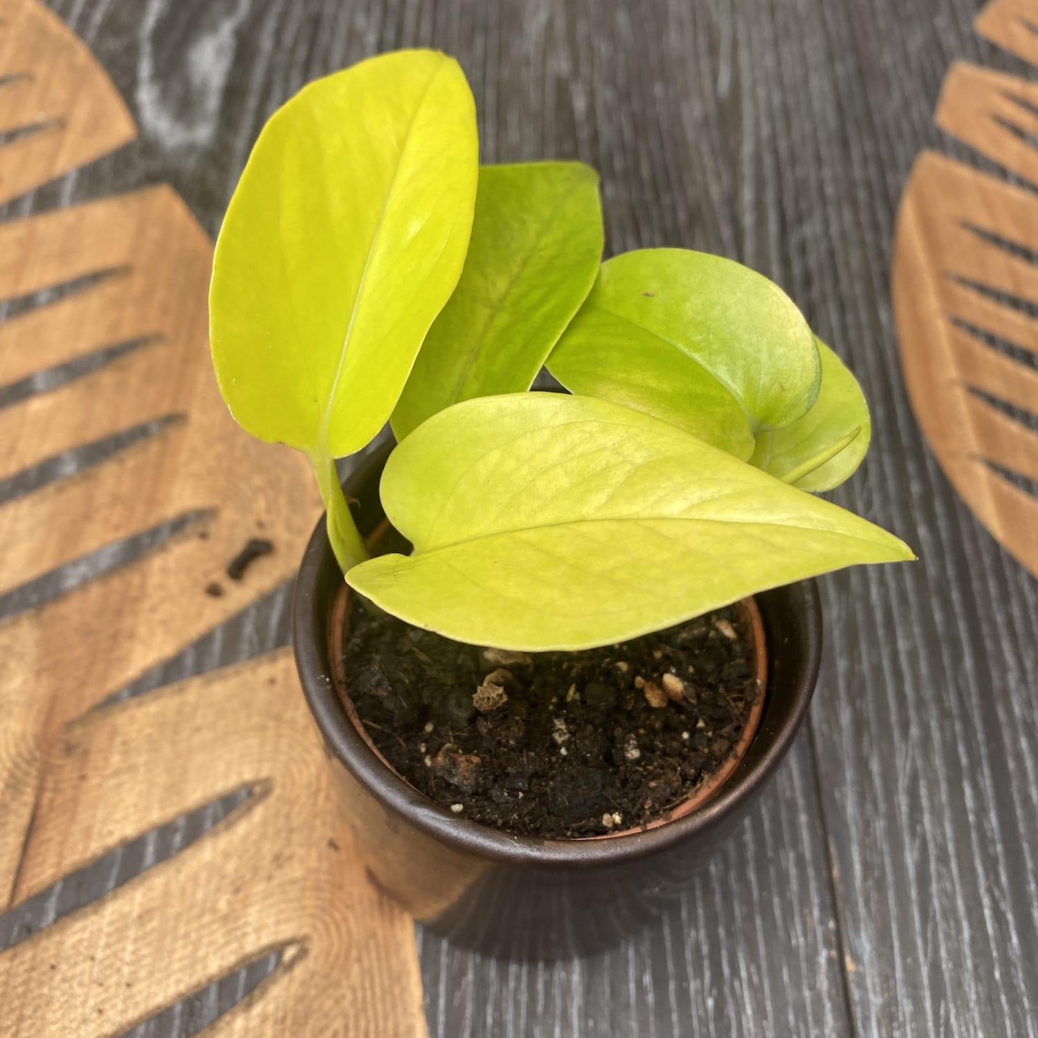 Pothos Epipremnum Neon Queen - View 15 from www redcrocus com