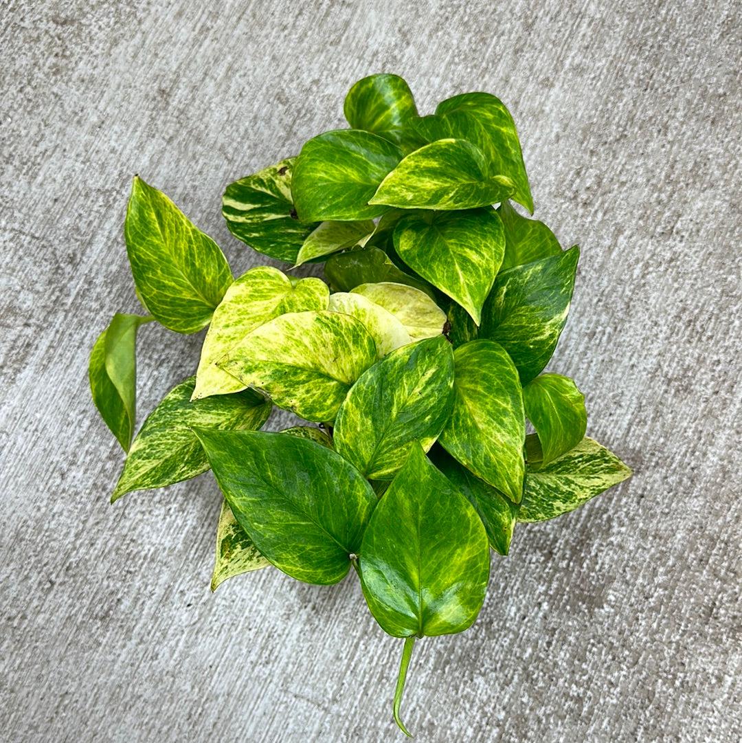 Pothos Epipremnum Neon Queen - View 2 from www redcrocus com