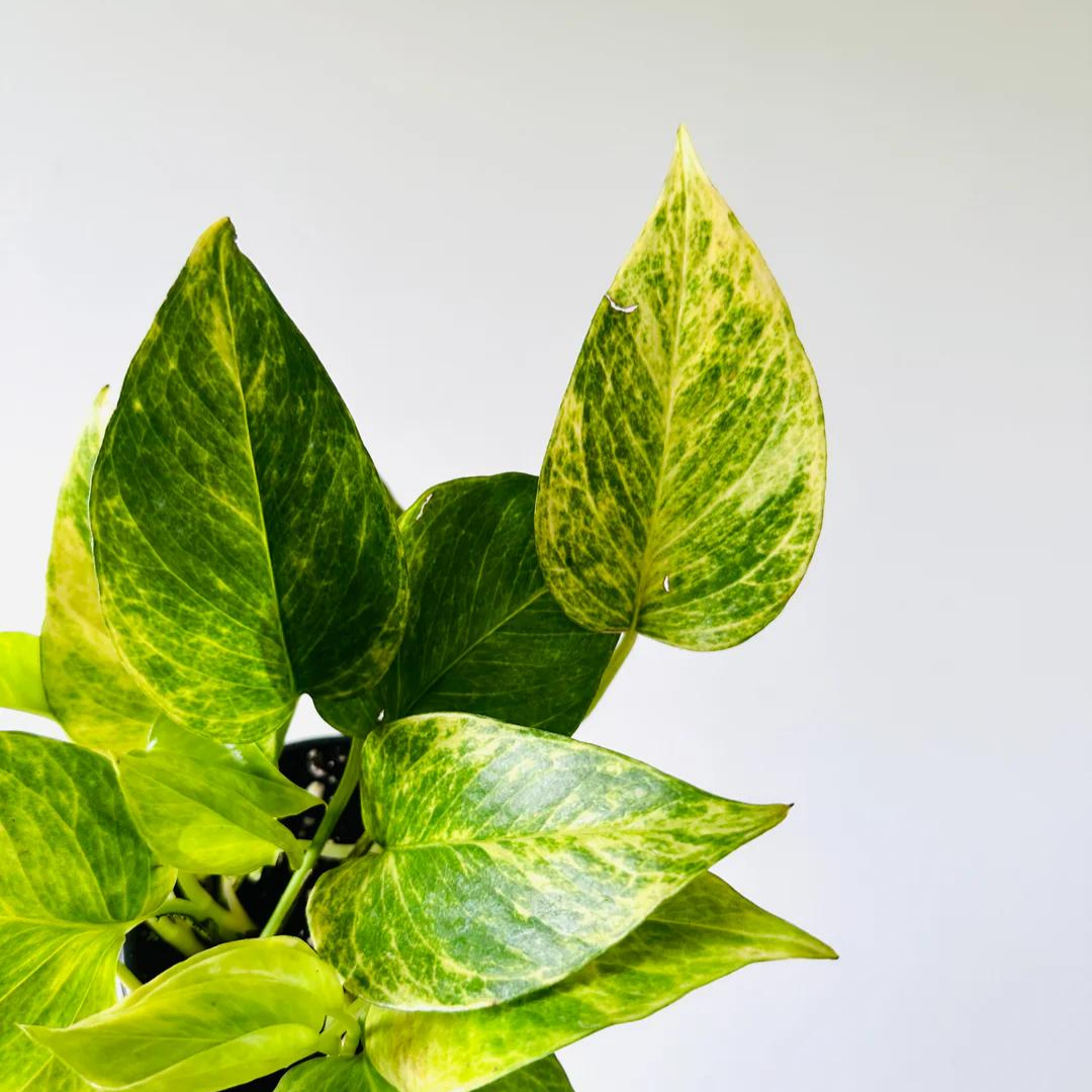 Pothos Epipremnum Neon Queen - View 3 from www redcrocus com