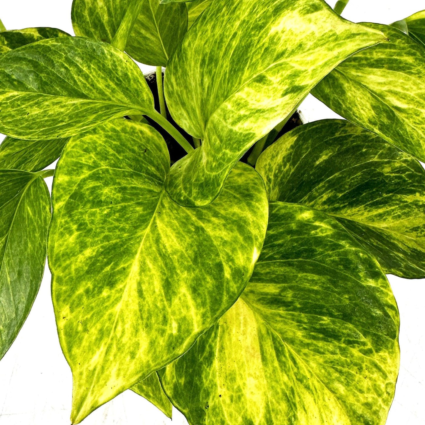 Pothos Epipremnum Neon Queen - View 3 from www redcrocus com