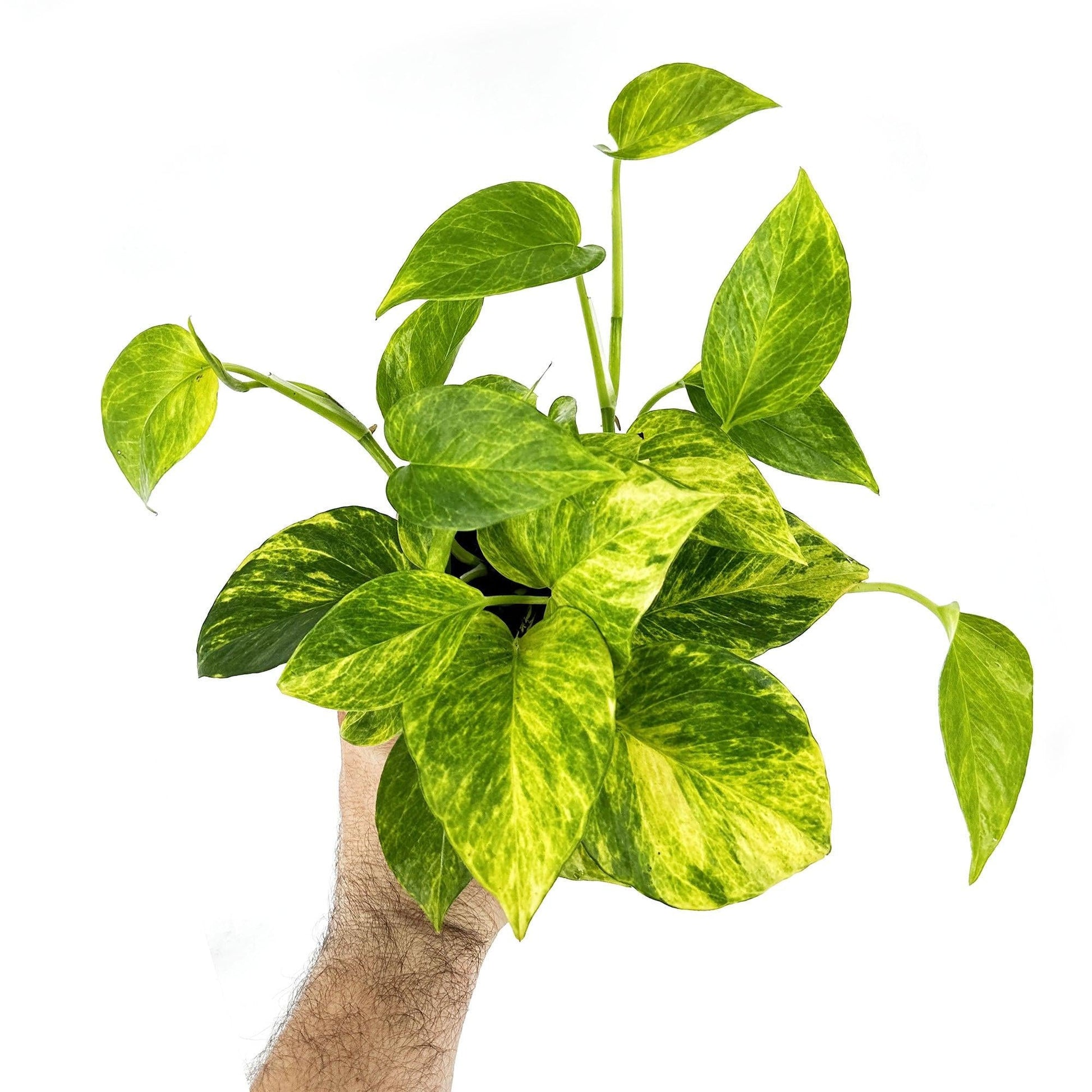 Pothos Epipremnum Neon Queen - View 4 from www redcrocus com