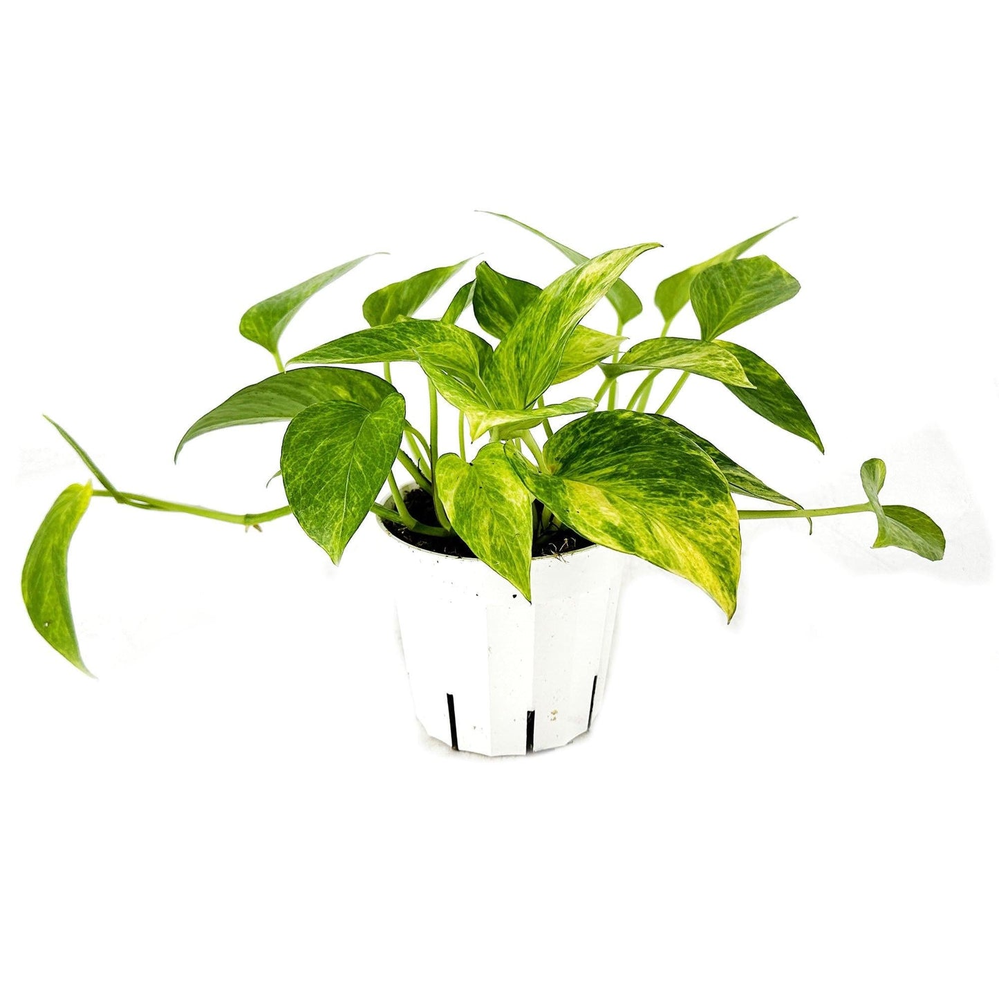 Pothos Epipremnum Neon Queen - View 5 from www redcrocus com