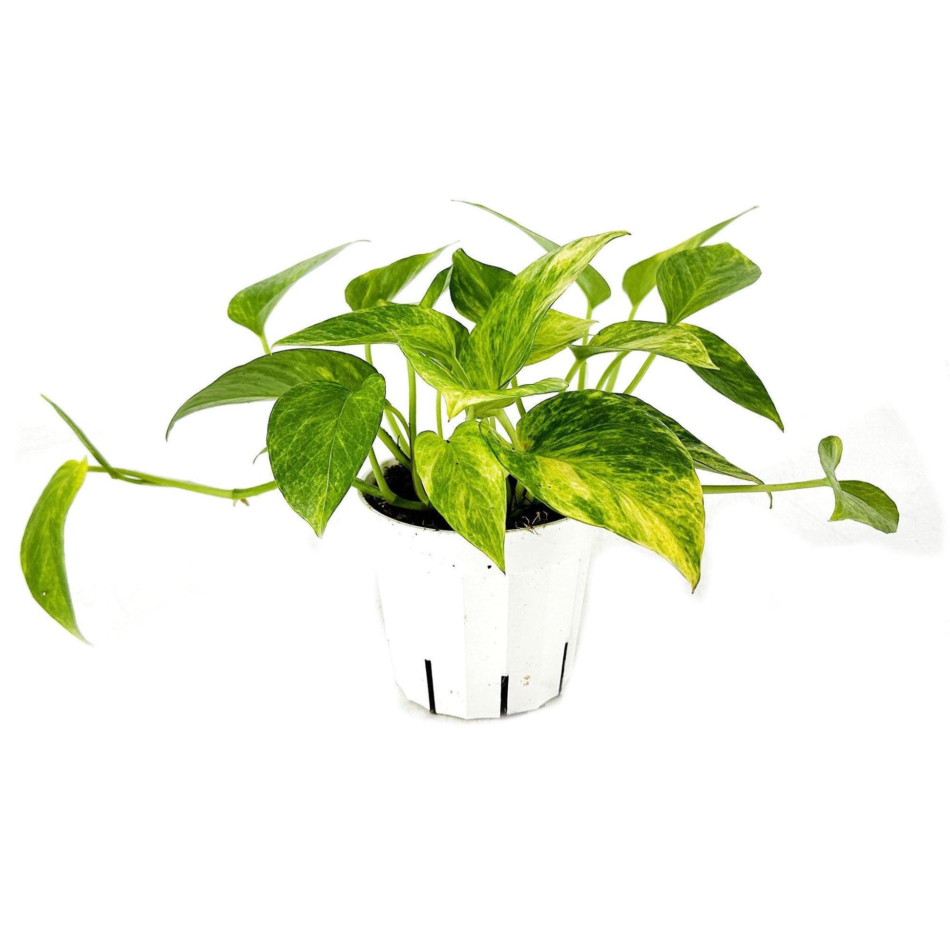 Pothos Epipremnum Neon Queen - View 5 from www redcrocus com