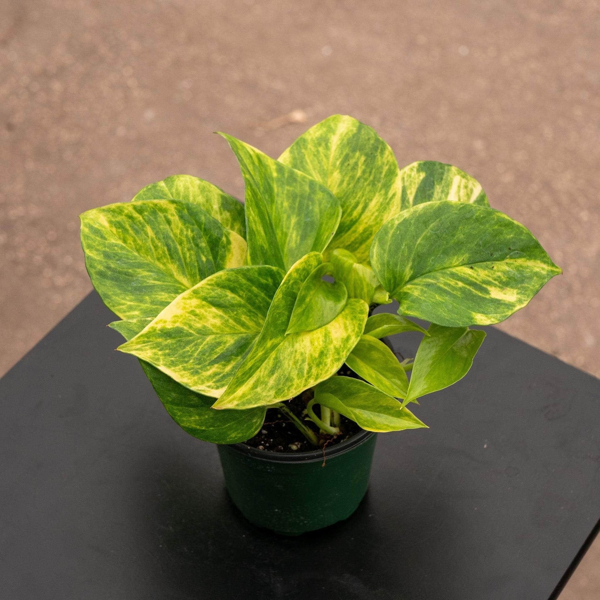 Pothos Epipremnum Neon Queen - View 7 from www redcrocus com