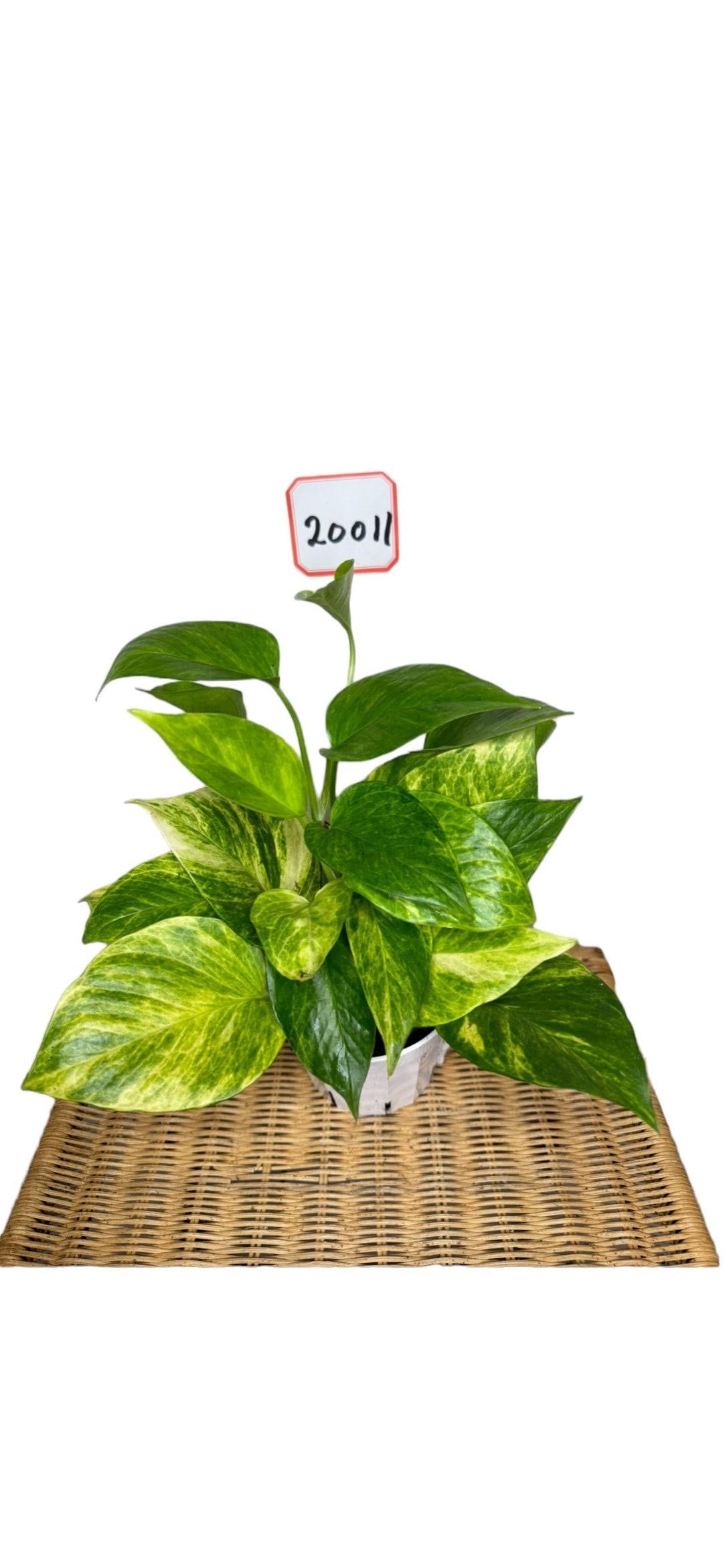 Pothos Epipremnum Neon Queen - View 8 from www redcrocus com