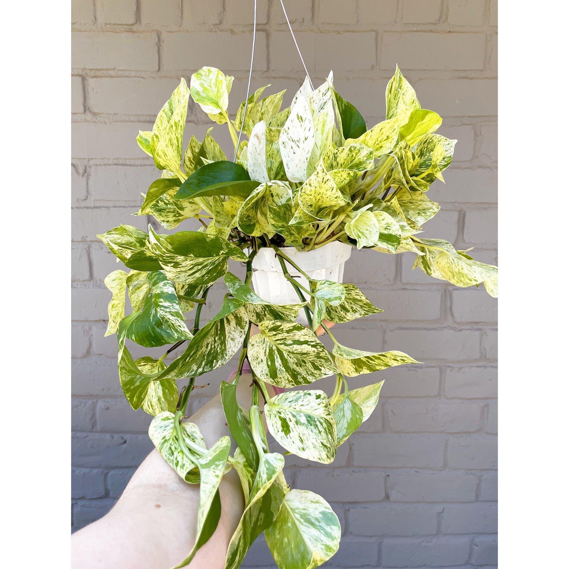 Pothos Epipremnum Neon Queen - View 9 from www redcrocus com
