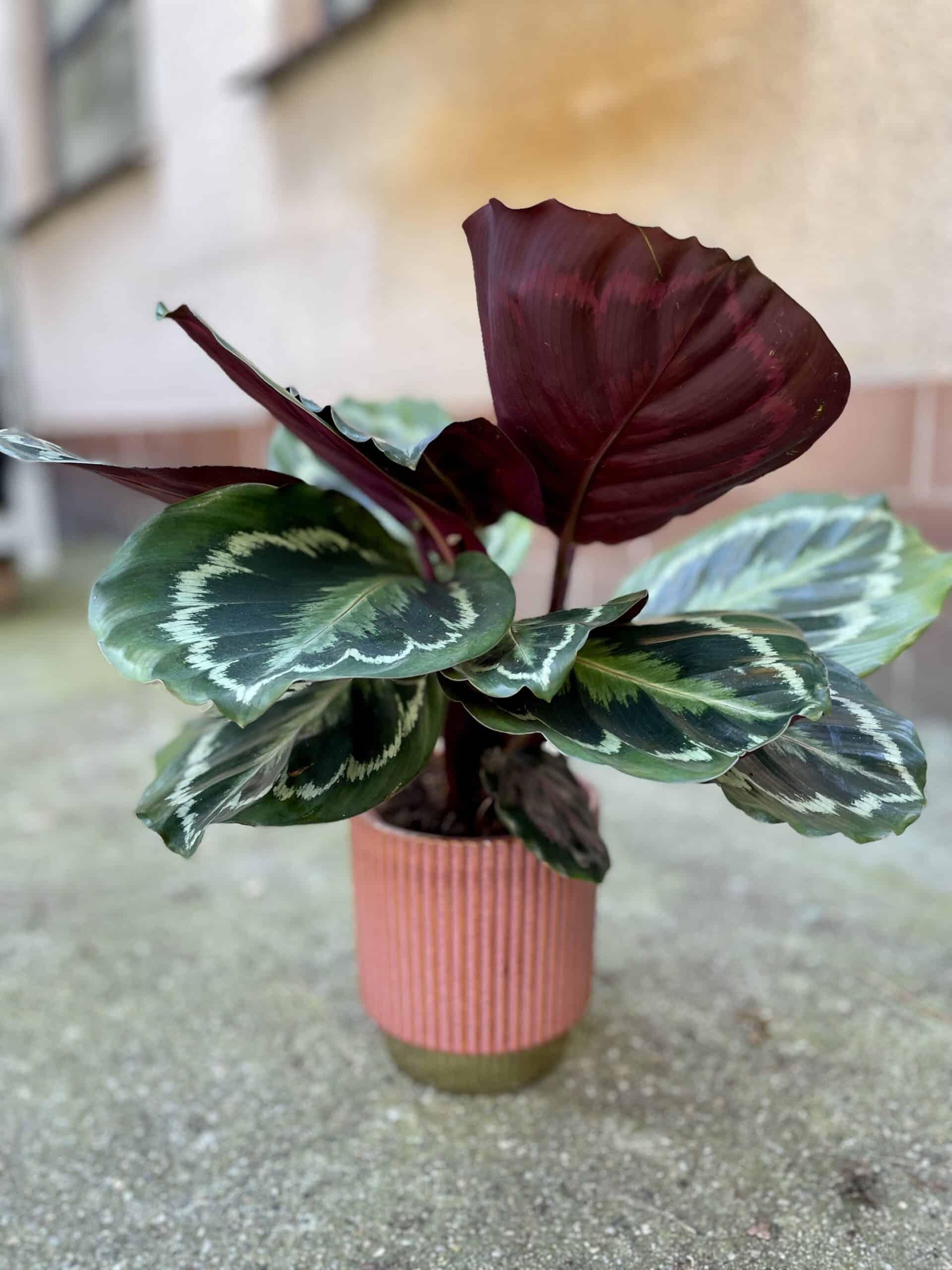 Calathea Marion - View 10 from www redcrocus com
