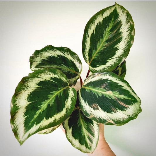 Calathea Marion - View 11 from www redcrocus com
