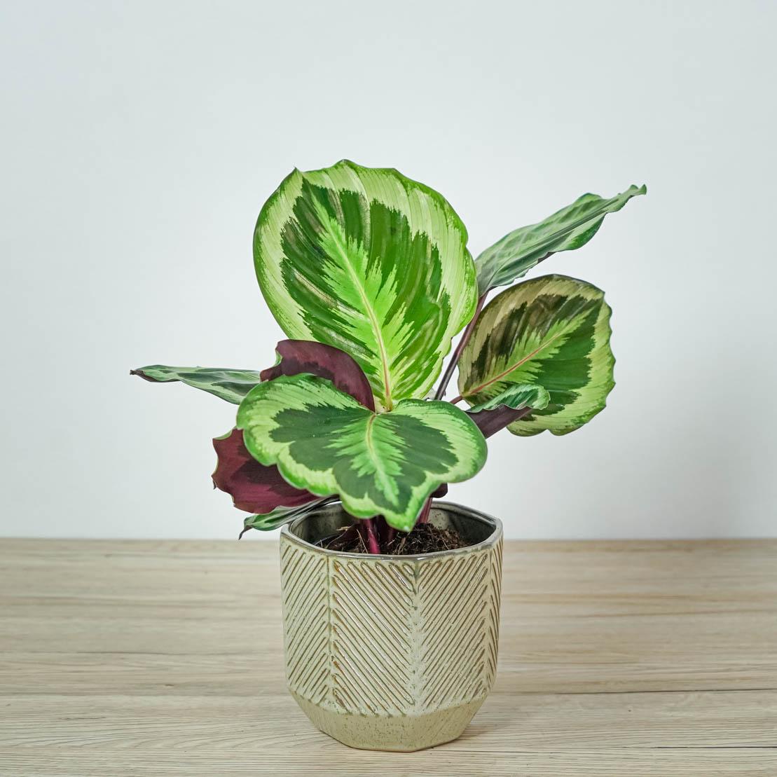Calathea Marion - View 12 from www redcrocus com
