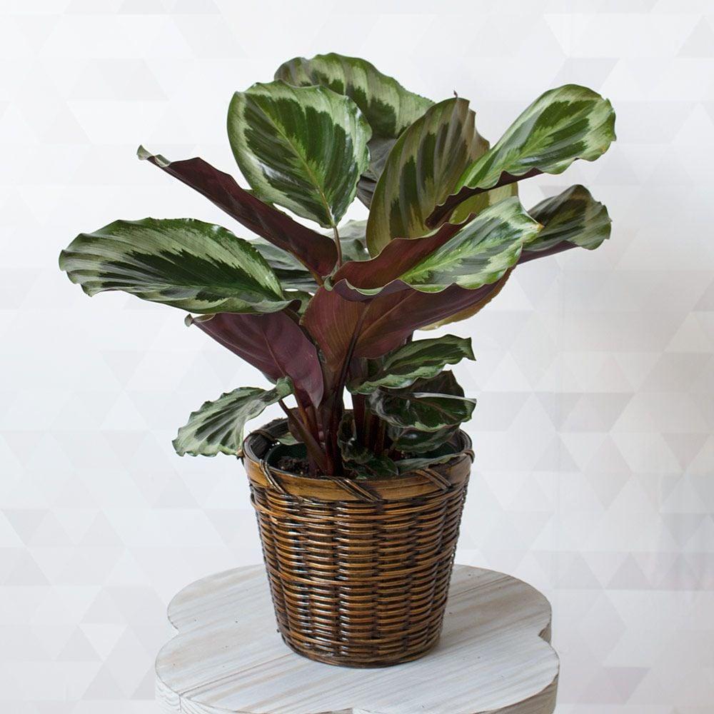 Calathea Marion - View 13 from www redcrocus com