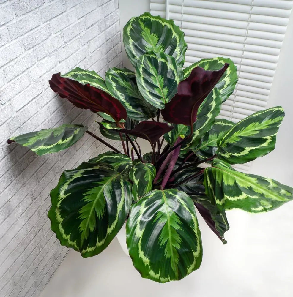Calathea Marion - View 14 from www redcrocus com