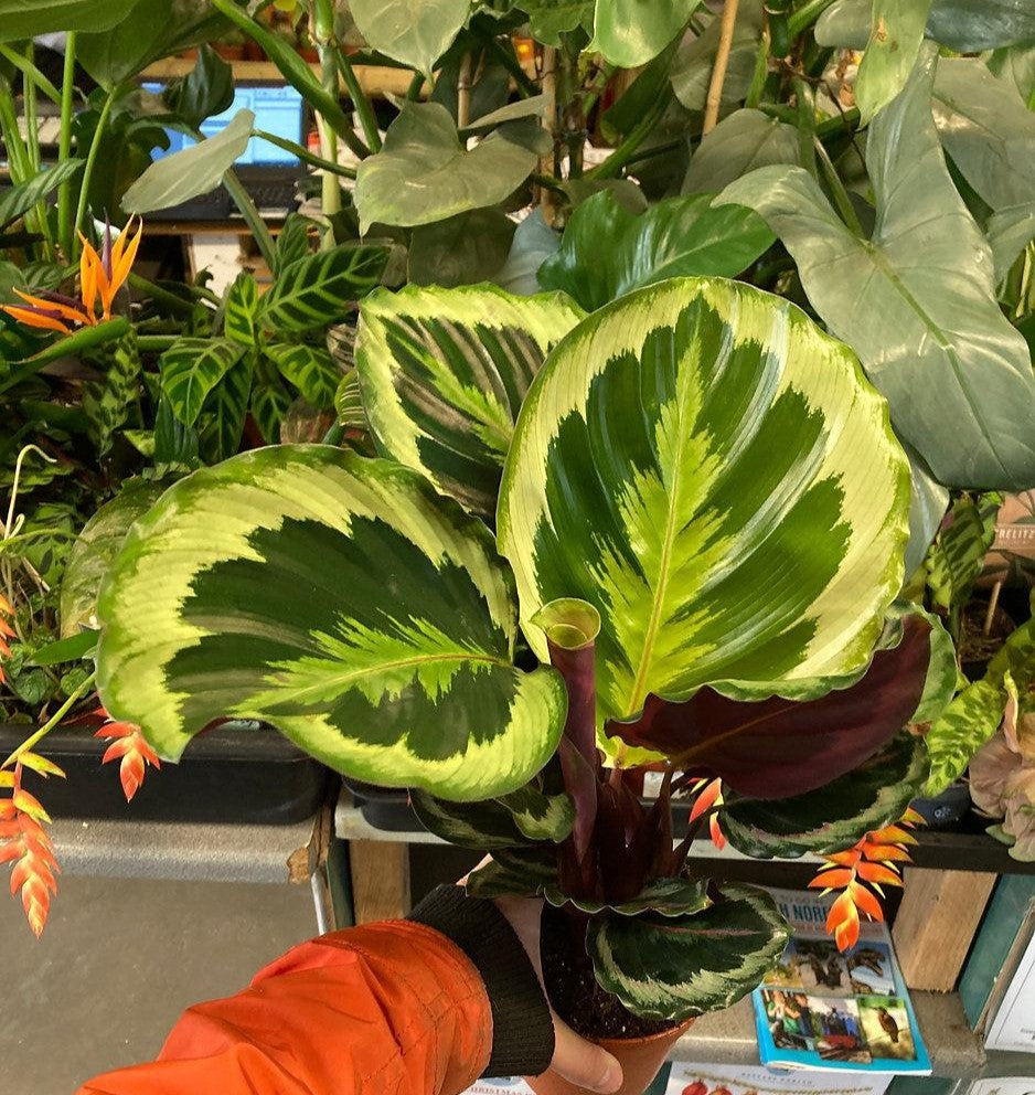 Calathea Marion - View 15 from www redcrocus com
