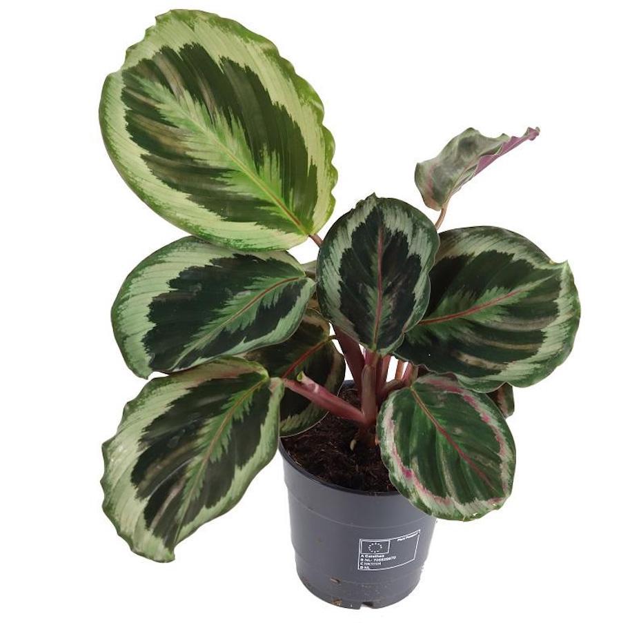Calathea Marion - View 16 from www redcrocus com