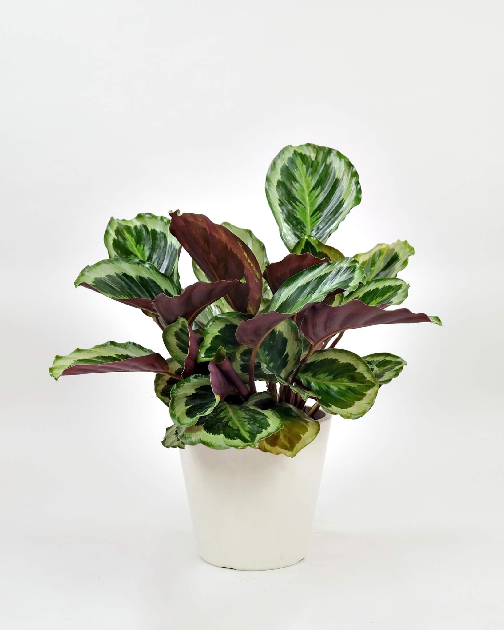 Calathea Marion - View 17 from www redcrocus com