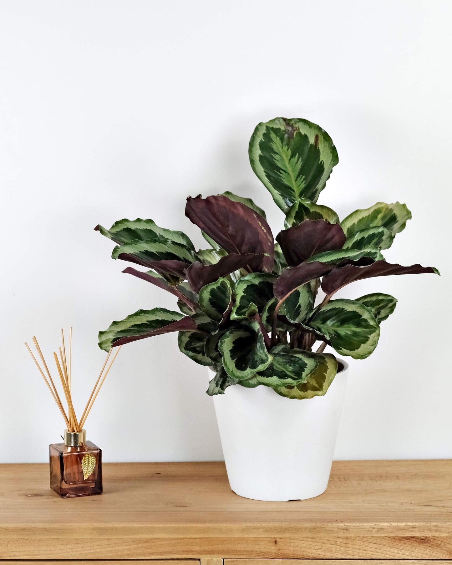 Calathea Marion - View 18 from www redcrocus com