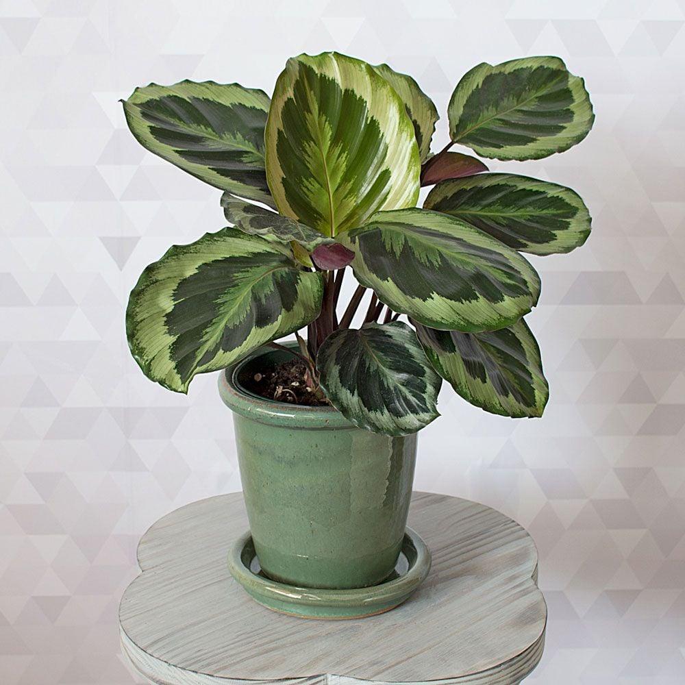 Calathea Marion - View 19 from www redcrocus com