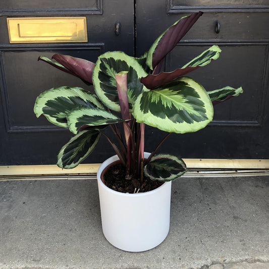 Calathea Marion - View 1 from www redcrocus com