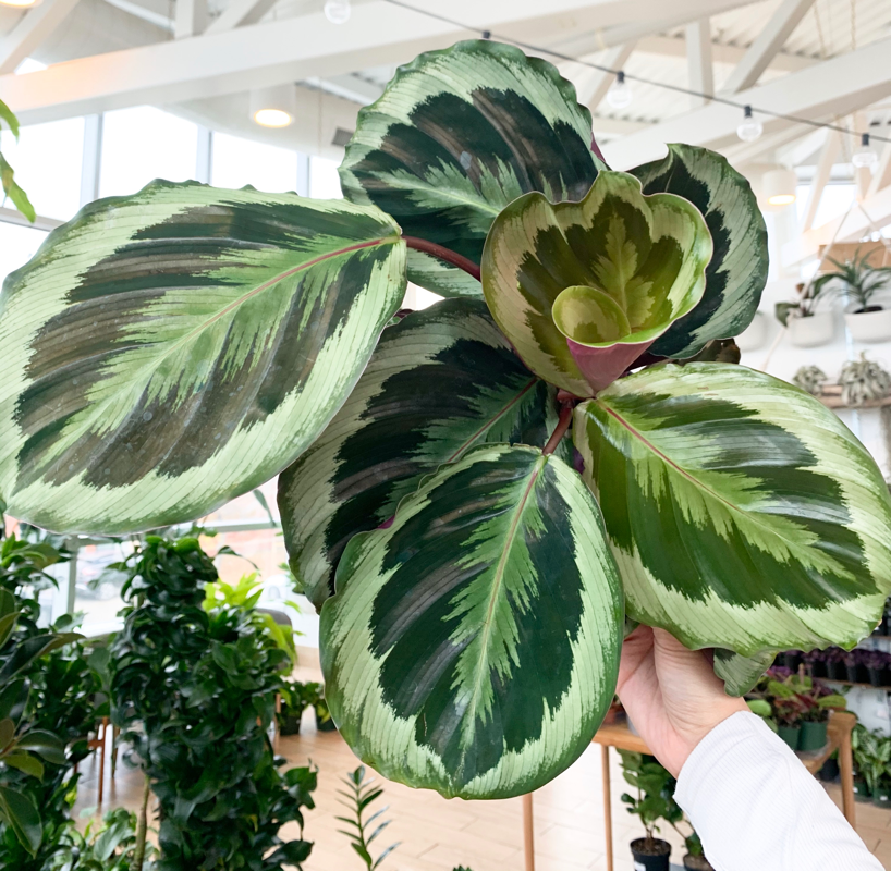 Calathea Marion - View 20 from www redcrocus com