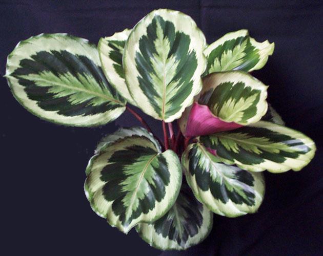 Calathea Marion - View 2 from www redcrocus com
