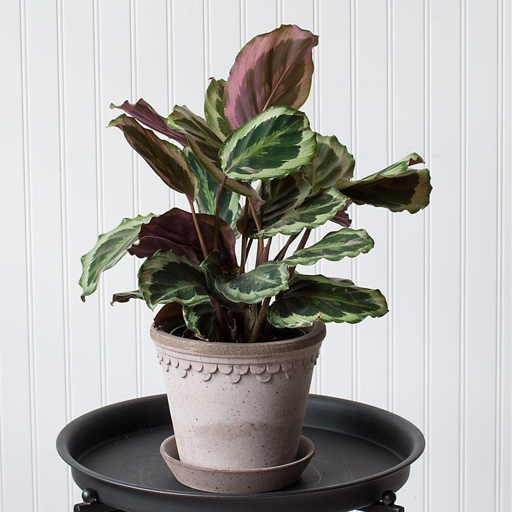 Calathea Marion - View 3 from www redcrocus com