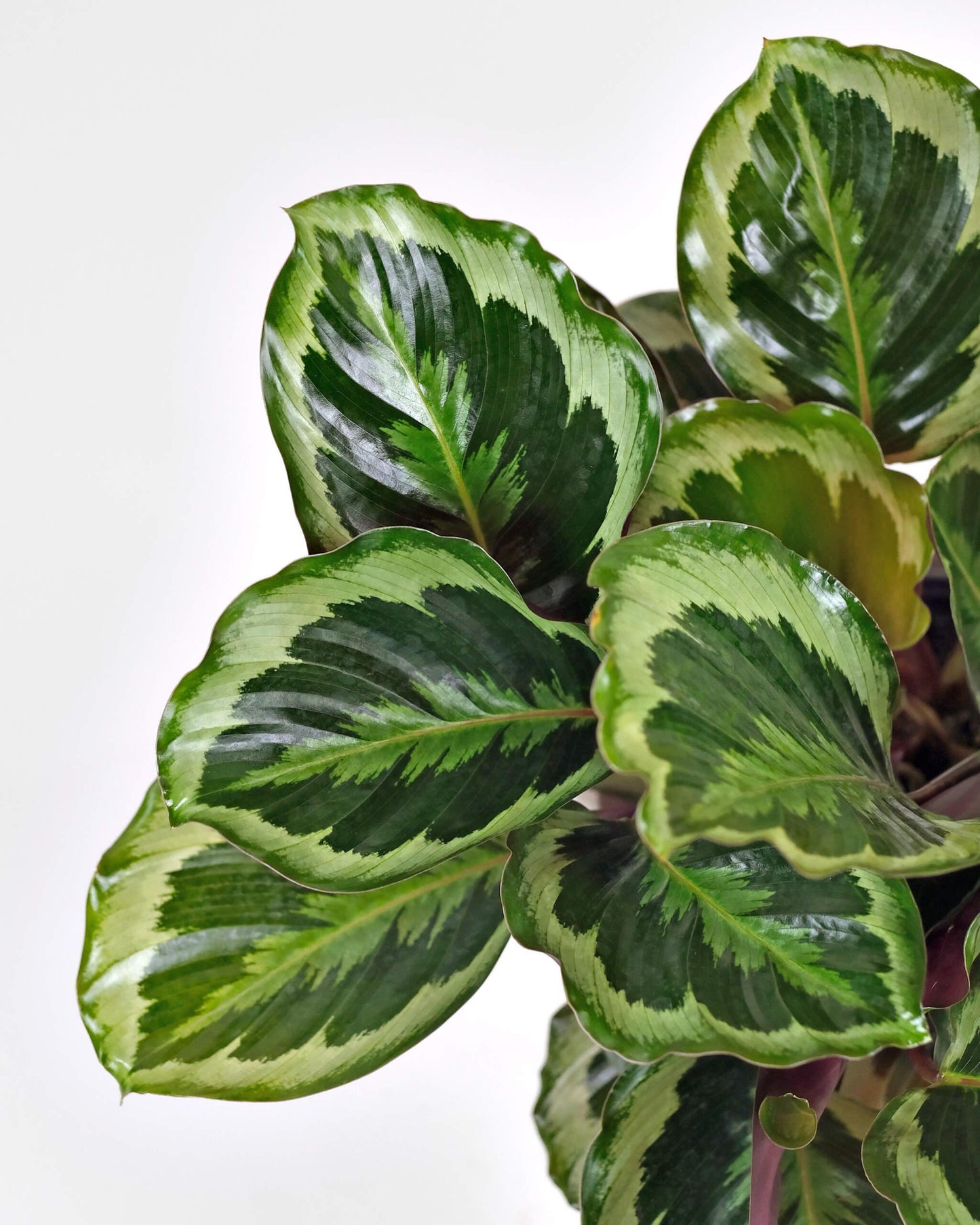 Calathea Marion - View 4 from www redcrocus com