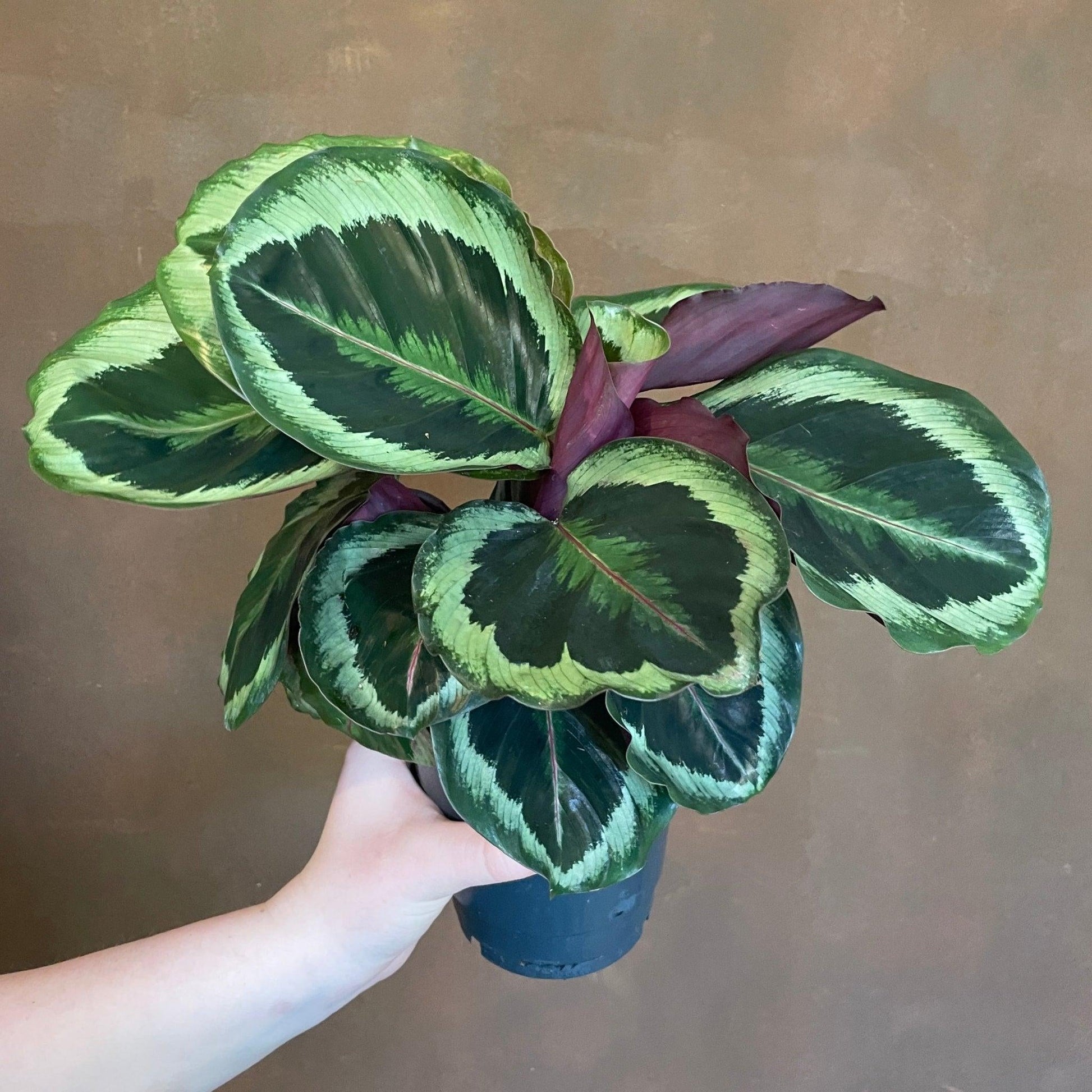 Calathea Marion - View 6 from www redcrocus com