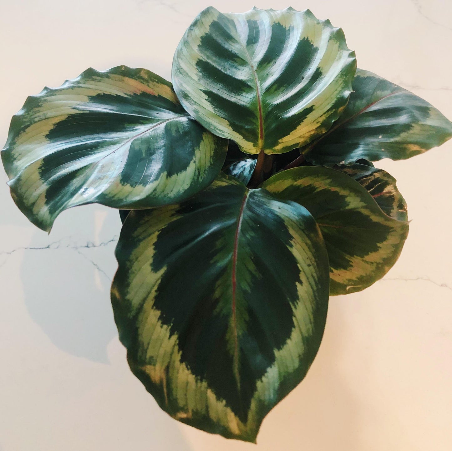 Calathea Marion - View 7 from www redcrocus com