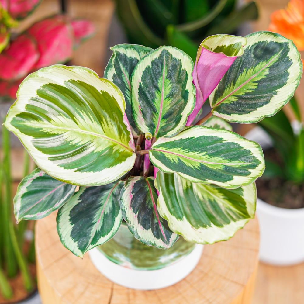 Calathea Marion - View 9 from www redcrocus com
