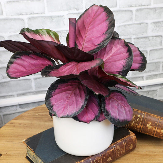 Calathea 'purple Rose' - View 1 from www redcrocus com