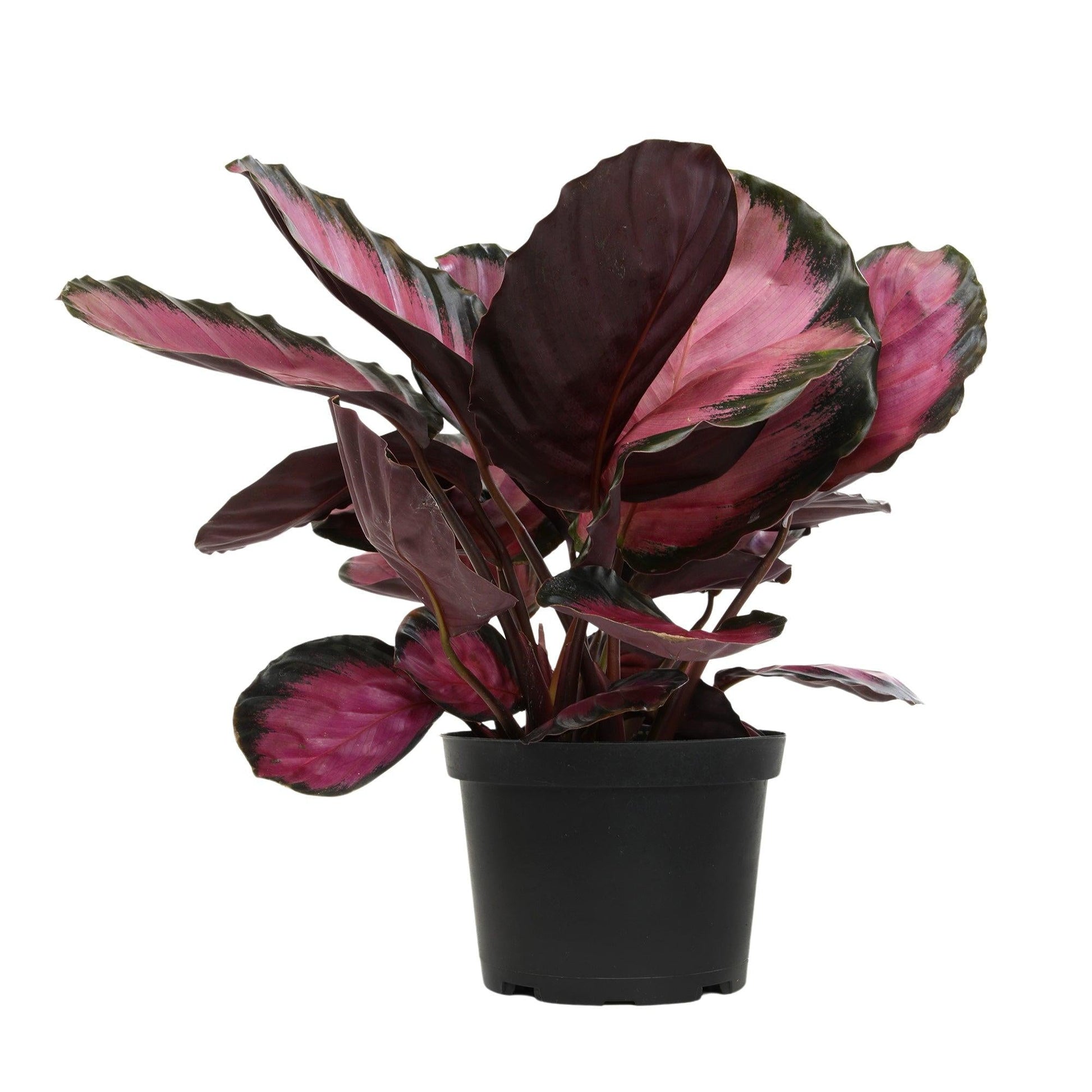 Calathea 'purple Rose' - View 5 from www redcrocus com