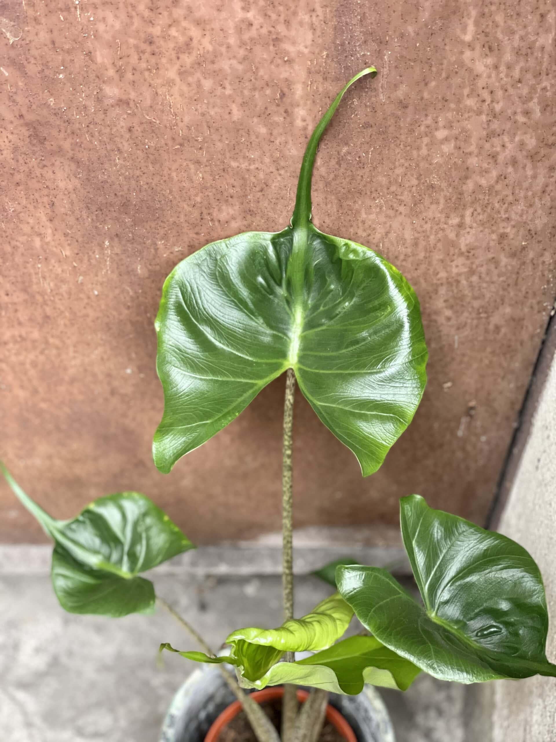 Alocasia Stingray - View 12 from www redcrocus com