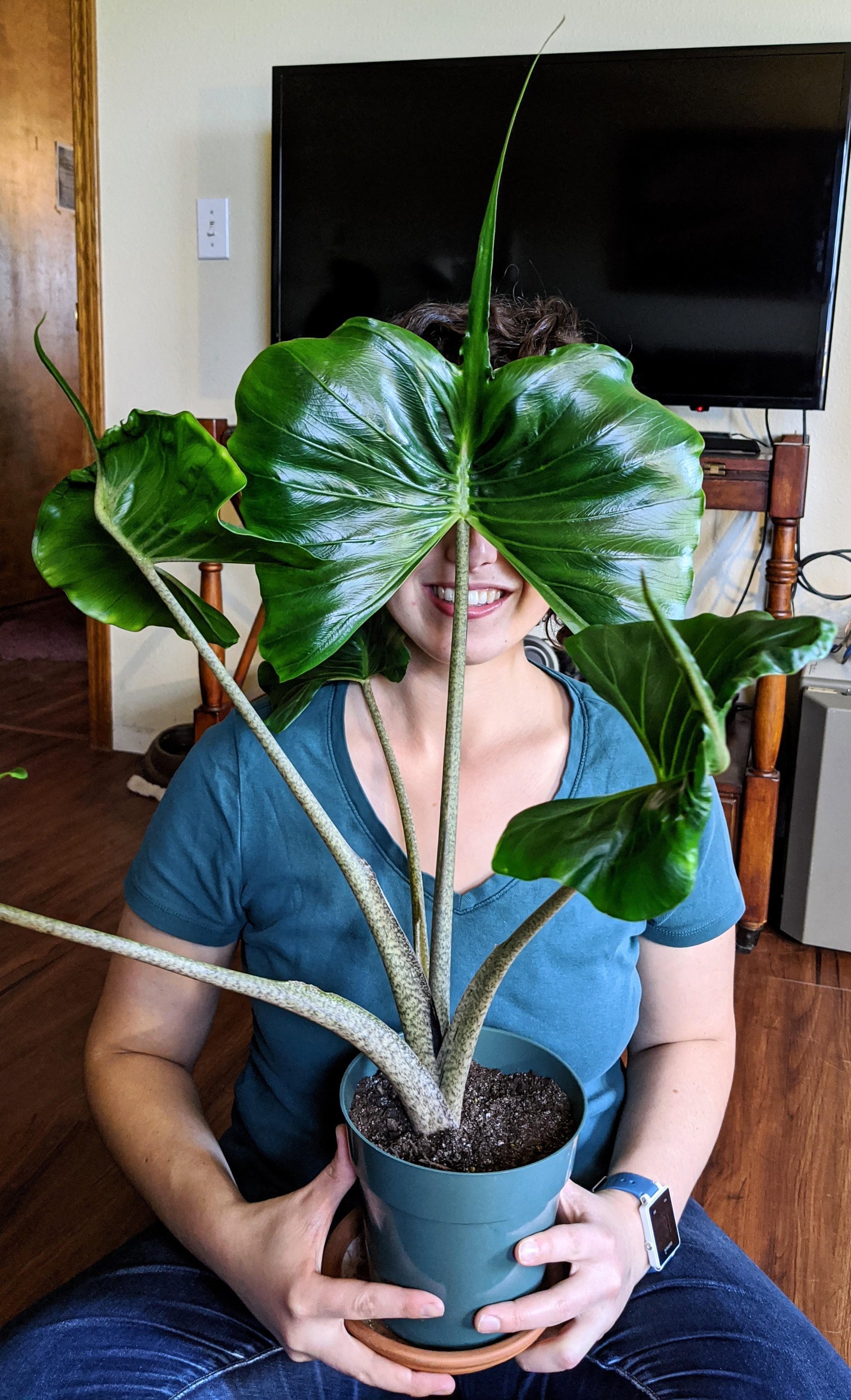 Alocasia Stingray - View 2 from www redcrocus com