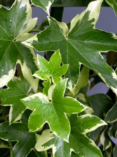 Fatshedera Lizei Angyo Star - View 16 from www redcrocus com
