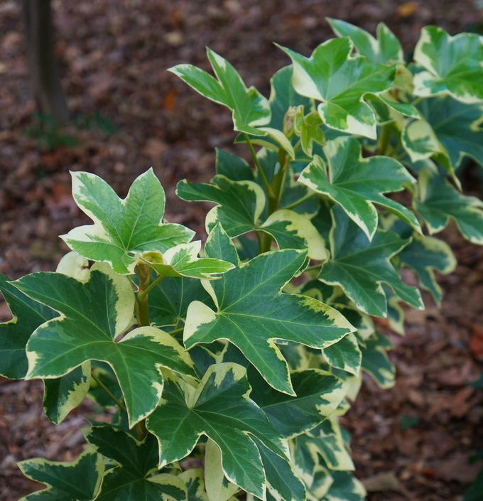 Fatshedera Lizei Angyo Star - View 8 from www redcrocus com