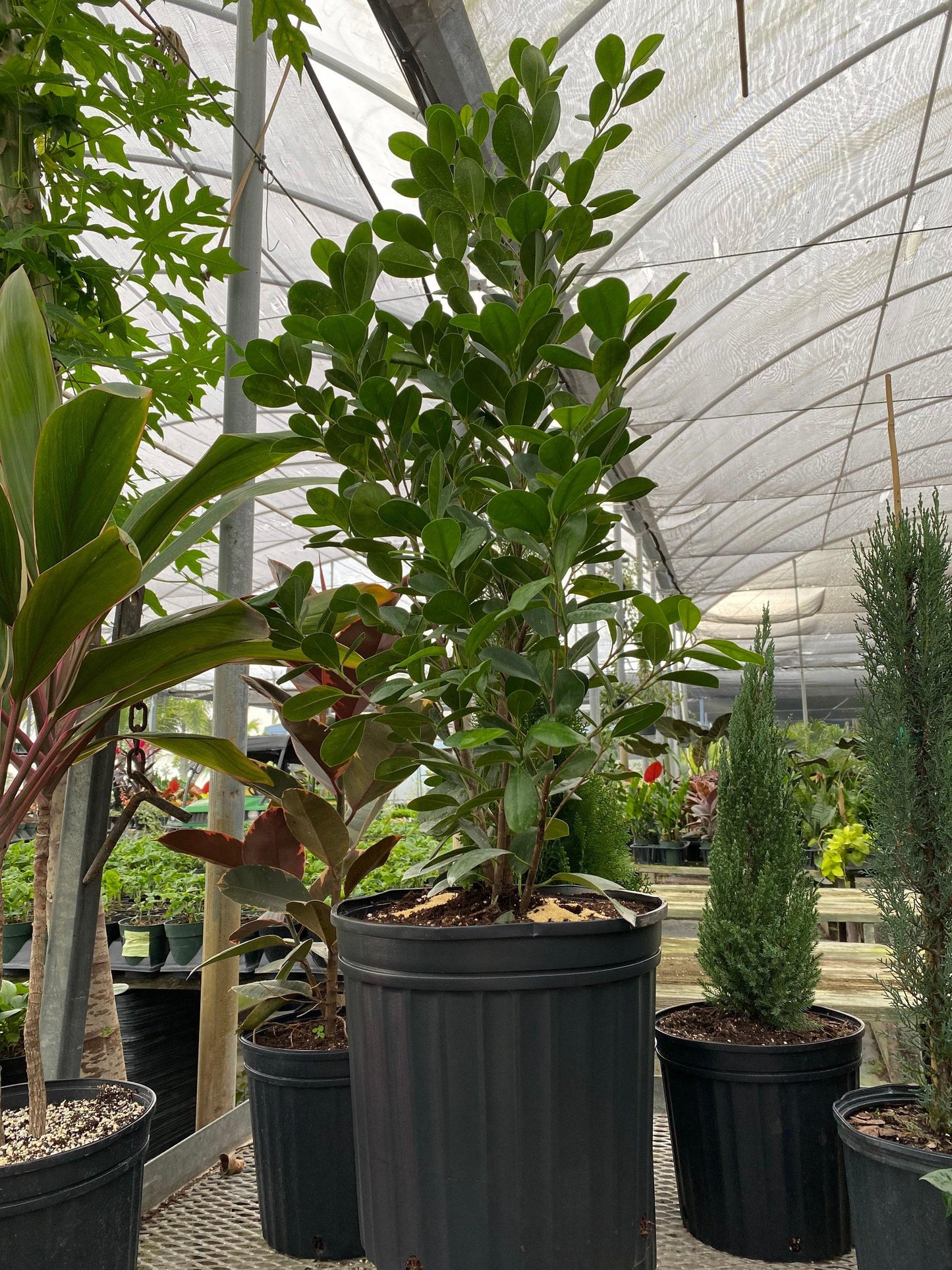 Ficus Microcarpa Moclame Bush - View 10 from www redcrocus com
