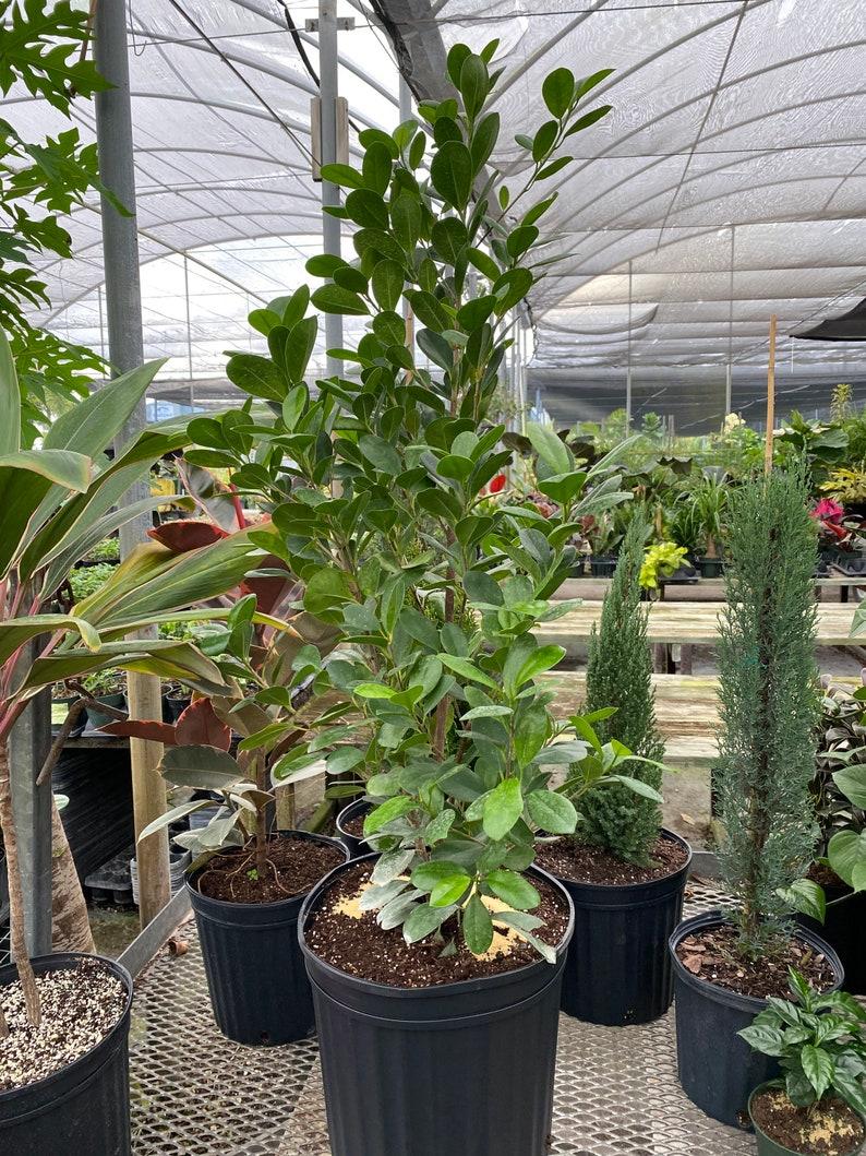 Ficus Microcarpa Moclame Bush - View 11 from www redcrocus com